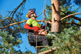 Yucaipa Tree Service, Yucaipa