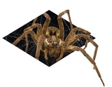Black Diamond Pest Control, Bowling Green