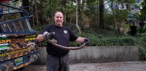  Profile Photos of AAAC Wildlife Removal of Mobile 103 Archer Circle - Photo 4 of 4