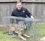 AAAC Wildlife Removal of Florence, Timmonsville
