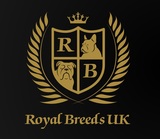 Exclusive Dog Studs, Birmingham