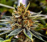  LivWell Enlightened Health Marijuana Dispensary 706 E 17th Ave, Suite 102 