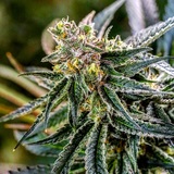  LivWell Enlightened Health Marijuana Dispensary 706 E 17th Ave, Suite 102 