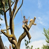 Sherwood Tree & Stump Removal, Sherwood