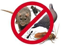 Pest Control Brasted, 13 Chart Lane, Brasted, TN16 1LN, 02036160464, http://www.pestcontrolbrasted.com Profile Photos of Pest Control Brasted 13 Chart Lane - Photo 1 of 5 Pest Control Brasted, 13 Chart Lane, Brasted, TN16 1LN, 02036160464, http://www.pestcontrolbrasted.com Profile Photos of Pest Control Brasted 13 Chart Lane - Photo 1 of 5