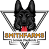 SmithFarms German Shepherds, Badger