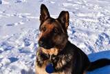 SmithFarms German Shepherds, Badger