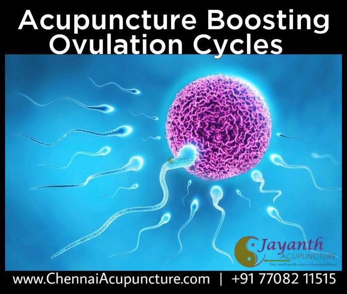 Acupuncture Treatment For Fertility Near Me in Chennai - Ovulation Cycles. Acupuncture Treatment of Chennai Jayanth Acupuncture Clinic #77, Harrington Road, Chetpet - Photo 29 of 42 Acupuncture Treatment For Fertility Near Me in Chennai - Ovulation Cycles. Acupuncture Treatment of Chennai Jayanth Acupuncture Clinic #77, Harrington Road, Chetpet - Photo 29 of 42