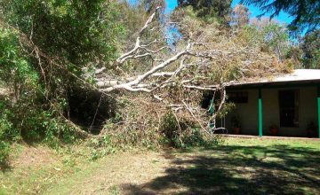  New Album of NEG Tree Services Tamworth - Photo 3 of 10