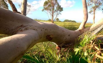  New Album of NEG Tree Services Tamworth - Photo 4 of 10