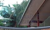  NEG Tree Services Tamworth 