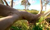  NEG Tree Services Tamworth 