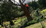  NEG Tree Services Tamworth 