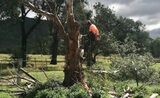  NEG Tree Services Tamworth 