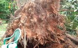  NEG Tree Services Tamworth 