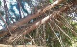  NEG Tree Services Tamworth 