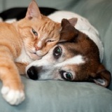 Carry's Pet Salon, Grand Island