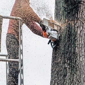  Profile Photos of Northeast Philadelphia Tree Services 7813 Dungan Road - Photo 1 of 4