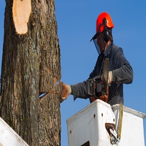  Profile Photos of Northeast Philadelphia Tree Services 7813 Dungan Road - Photo 4 of 4