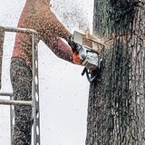 Northeast Philadelphia Tree Services, Philadelphia