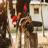 Northeast Philadelphia Tree Services, Philadelphia