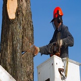 Northeast Philadelphia Tree Services, Philadelphia