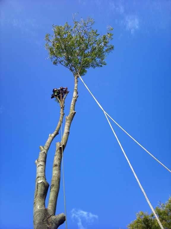 Darwin Tree Services removing an ash tree in Petts Wood, South London Tree Surgery of Darwin Tree Services Layhams Farm, Layhams Road - Photo 1 of 4