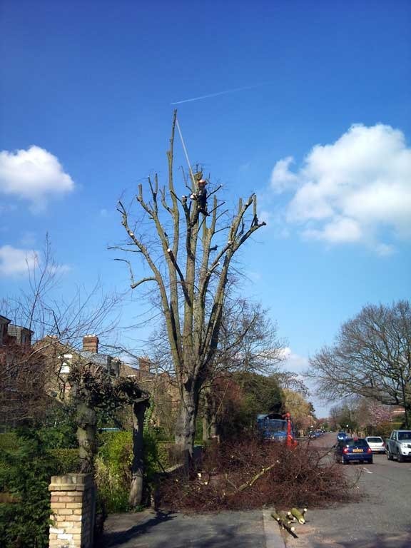 Reducing a lime tree in Dulwich, South London Tree Surgery of Darwin Tree Services Layhams Farm, Layhams Road - Photo 2 of 4