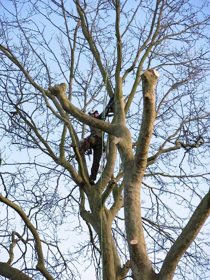 Darwin Tree Surgeons pollarding a plane tree in Dulwich, South London Tree Surgery of Darwin Tree Services Layhams Farm, Layhams Road - Photo 4 of 4