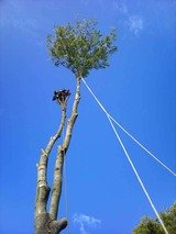 Darwin Tree Services removing an ash tree in Petts Wood, South London, Darwin Tree Services, Keston