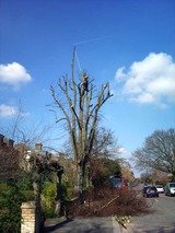 Reducing a lime tree in Dulwich, South London, Darwin Tree Services, Keston