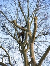 Darwin Tree Surgeons pollarding a plane tree in Dulwich, South London, Darwin Tree Services, Keston