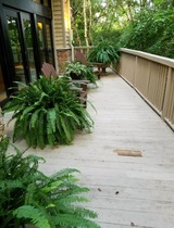 Balcony in front of the operatory at Dental Bliss Franklin Dental Bliss Franklin 151 Rosa Helm Way 