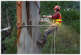 The Syracuse Tree Service Pros, Syracuse
