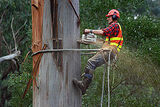 Target Tree Service and Removal, Vancouver