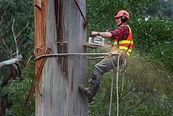  Profile Photos of Target Tree Service and Removal 26404 104th Ave SE - Photo 1 of 1