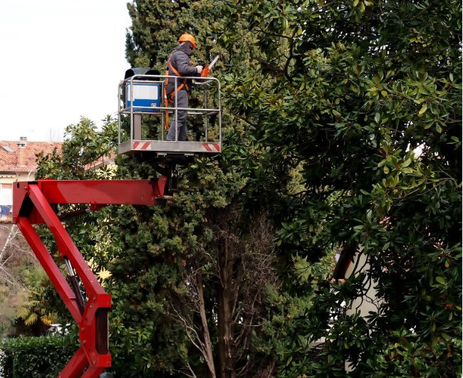  New Album of Stockbridge Tree Service 100 Andrew Drive Suite 201 - Photo 3 of 5