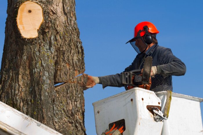  New Album of Stockbridge Tree Service 100 Andrew Drive Suite 201 - Photo 5 of 5