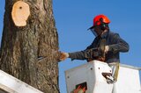 Stockbridge Tree Service, Stockbridge