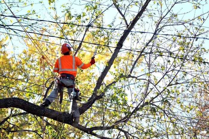  New Album of Tree Service Denver 56 Hazel ct. - Photo 7 of 7