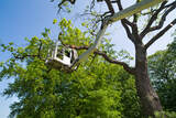  Tree Service Denver 56 Hazel ct. 