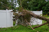  Tree Service Denver 56 Hazel ct. 