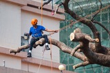  Tree Service Denver 56 Hazel ct. 