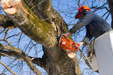  Tree Service Denver 56 Hazel ct. 