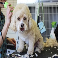  Profile Photos of Mobile Pet Salon - Sandy Mobile Pet Grooming 2271 Interlaken Circle - Photo 1 of 1