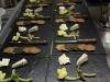  Profile Photos of The Olive Tree Restaurant Bacton Road - Photo 4 of 11