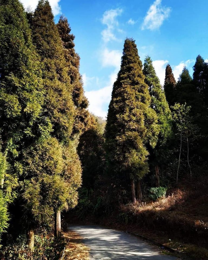  New Album of Darjeeling Tour Package 54 Ho Chi Minh Sarani - Photo 1 of 4