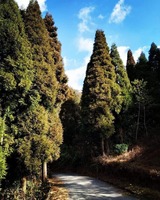 Darjeeling Tour Package, Kolkata