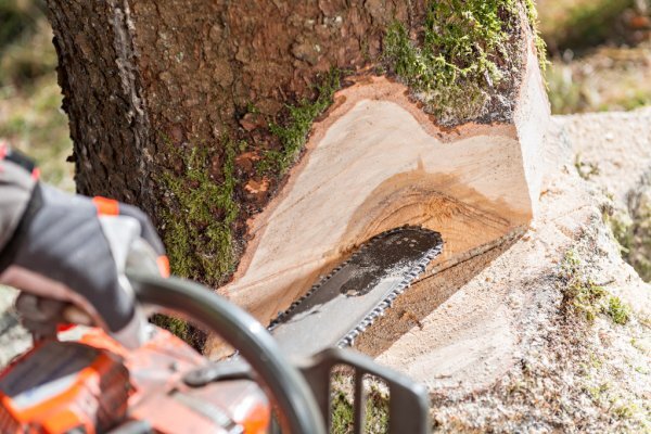  New Album of Tree Service Auburn Alabama 925 Gentry Dr - Photo 1 of 10