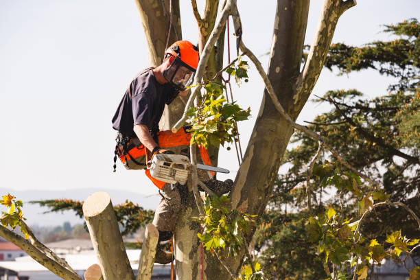  New Album of Tree Service Auburn Alabama 925 Gentry Dr - Photo 3 of 10